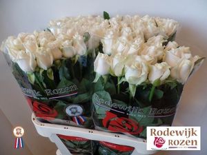 ROSE VENDELA 50